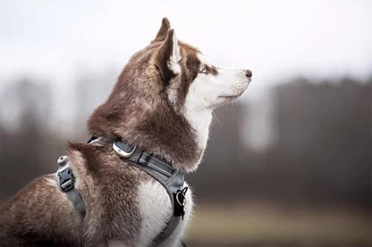 TRUE LOVE Adjustable No-Pull Dog Harness Reflective Pup Vest Harnesses Comfortable Control Brilliant Colors Truelove Tlh5651(Gray,L)