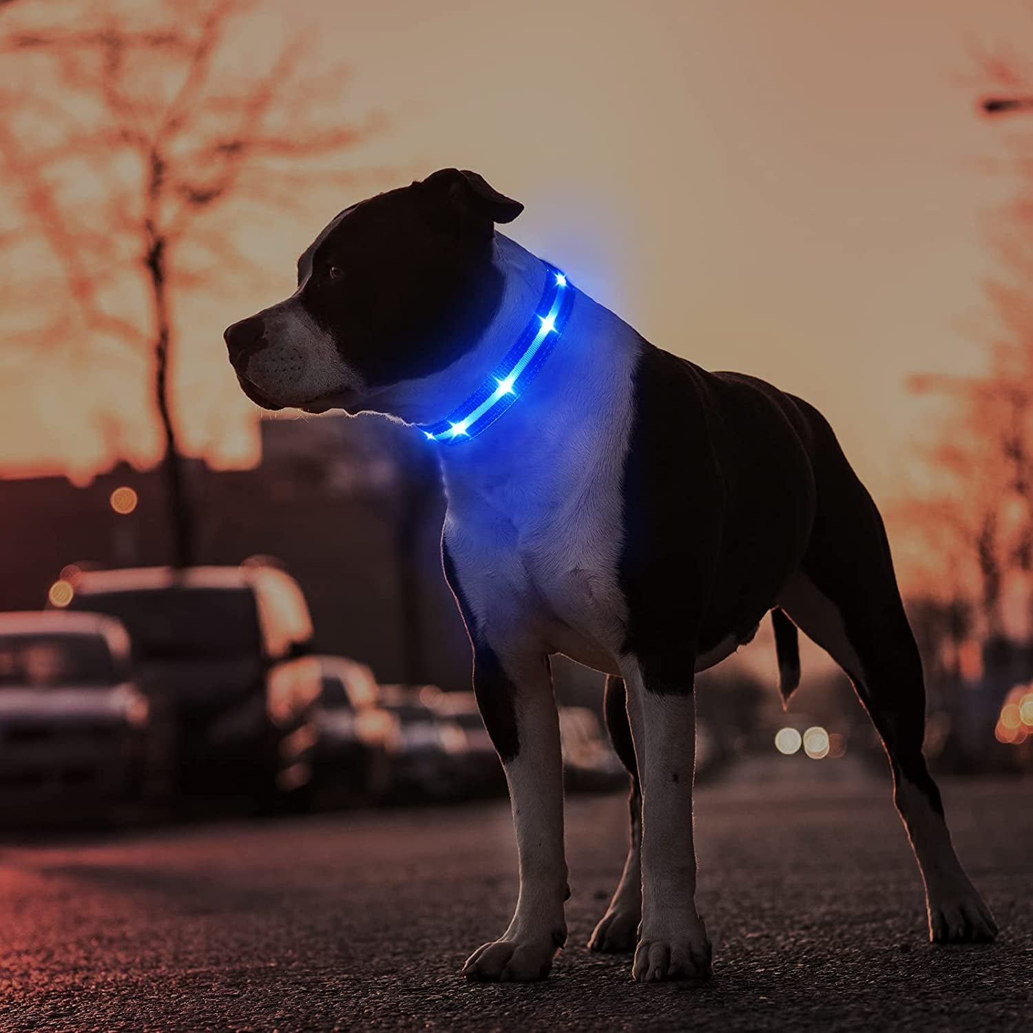 MASBRILL Led Dog Collar - Rechargeable, Water-Resistant, Flashing, Glowing, Night Walking Collar for Dogs - Blue, Size M (19.69*0.98Inch)
